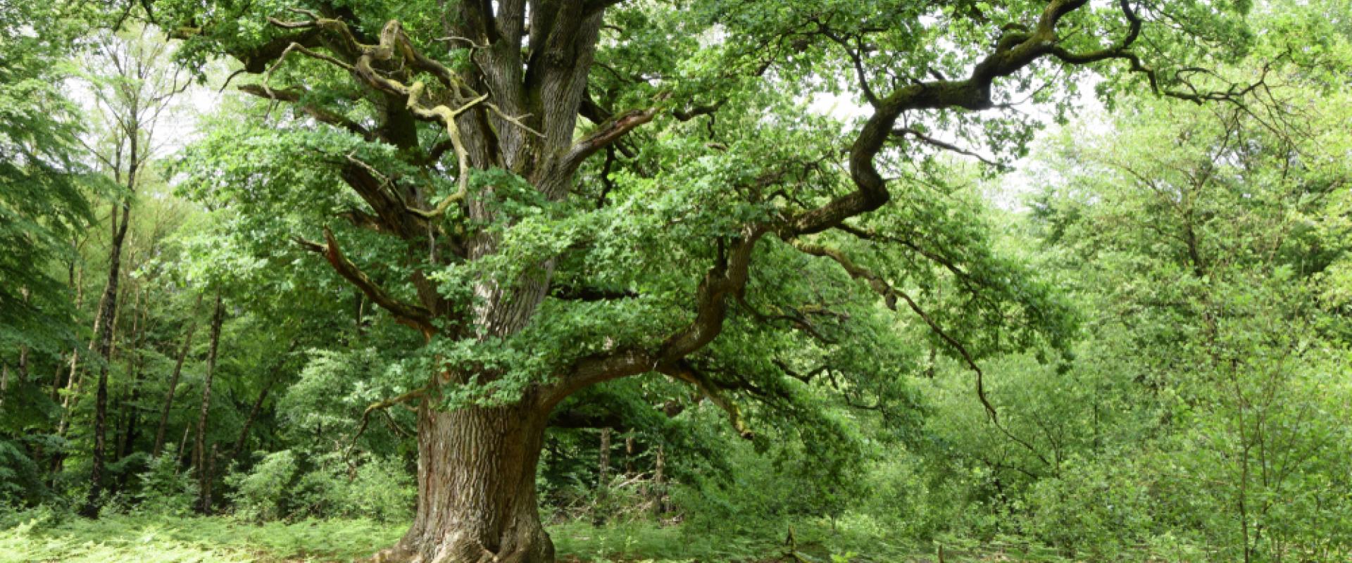 Reinhardswald
