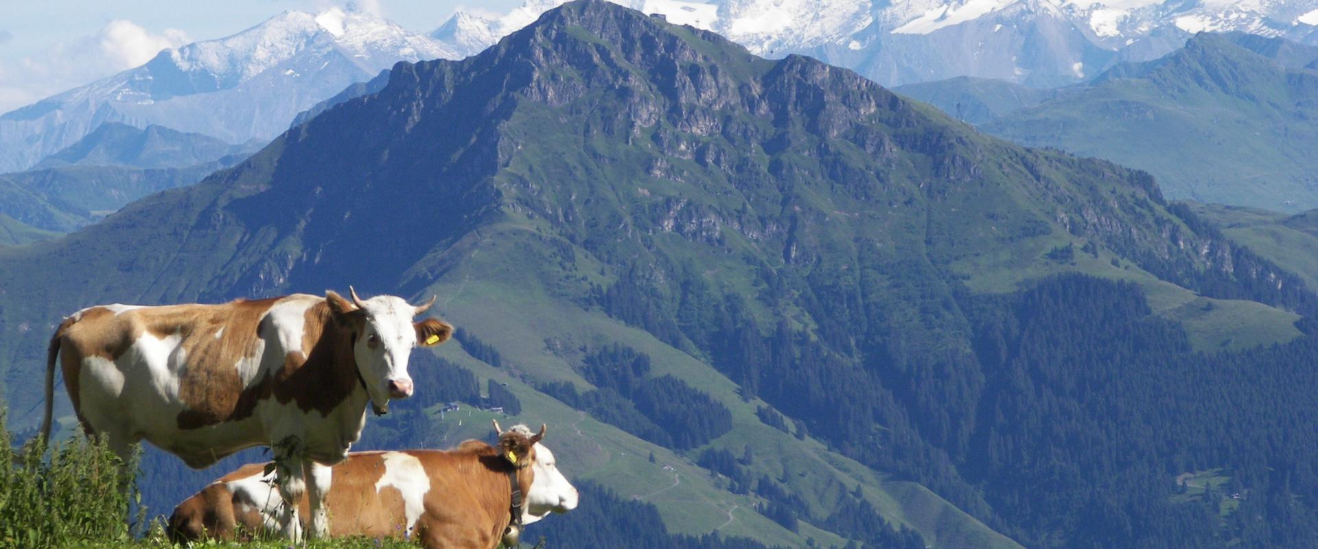 Kitzbueheler Horn
