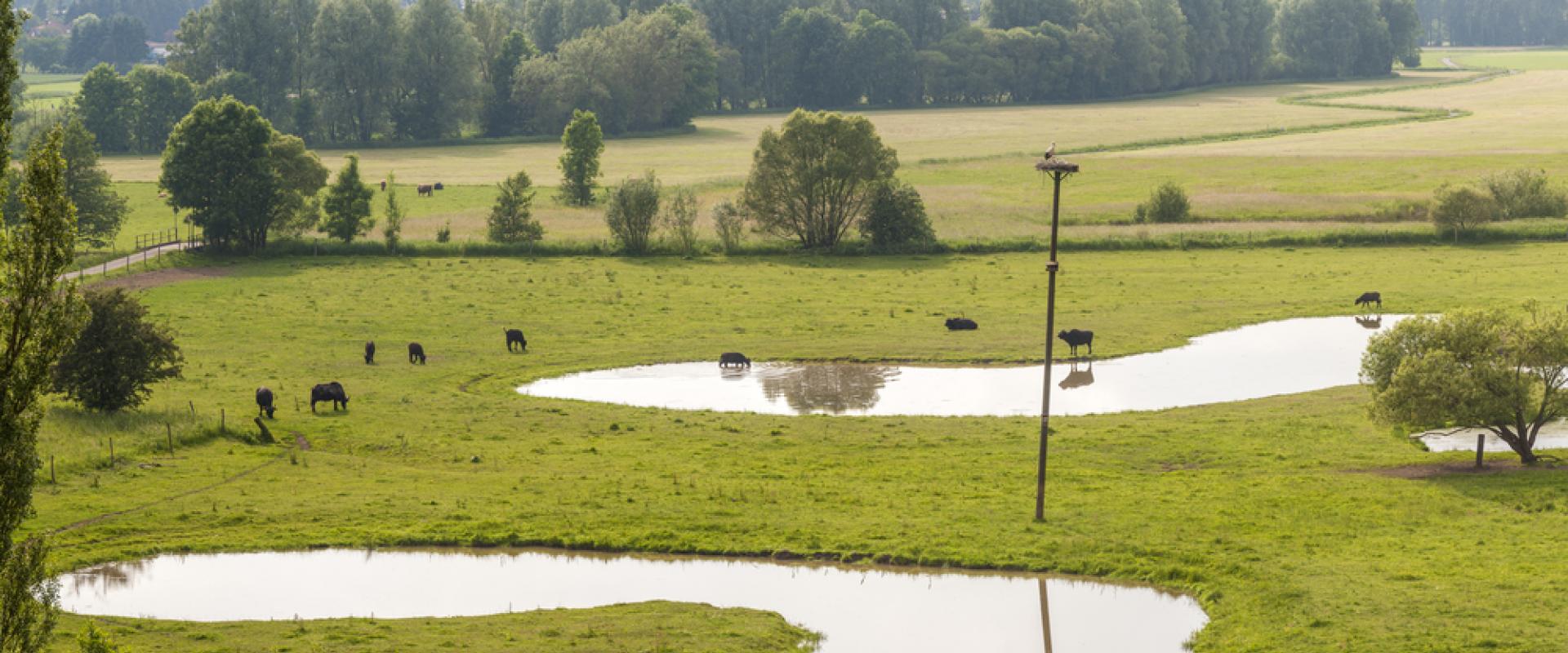 Beedener Bliesauen 