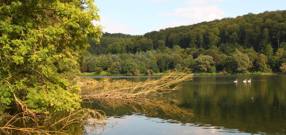 Twistesee