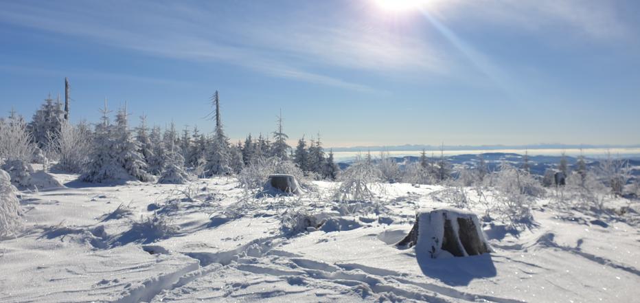 Winter am Plöckenstein