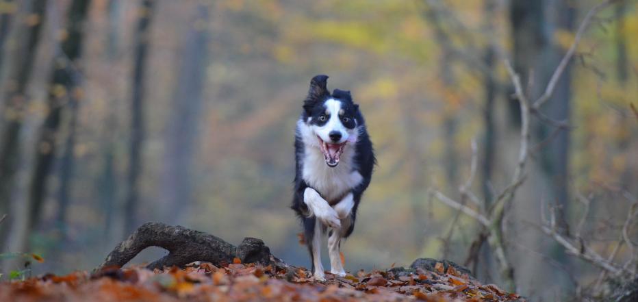 hund-in-aktion.jpg