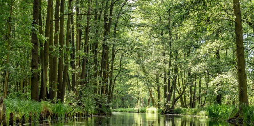 Spreewald