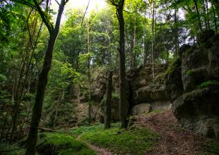 Königstein wald