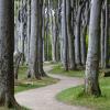 Gespensterwald