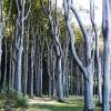 Gespensterwald