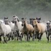 Dülmener Wildpferde