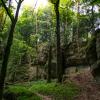 Königstein wald