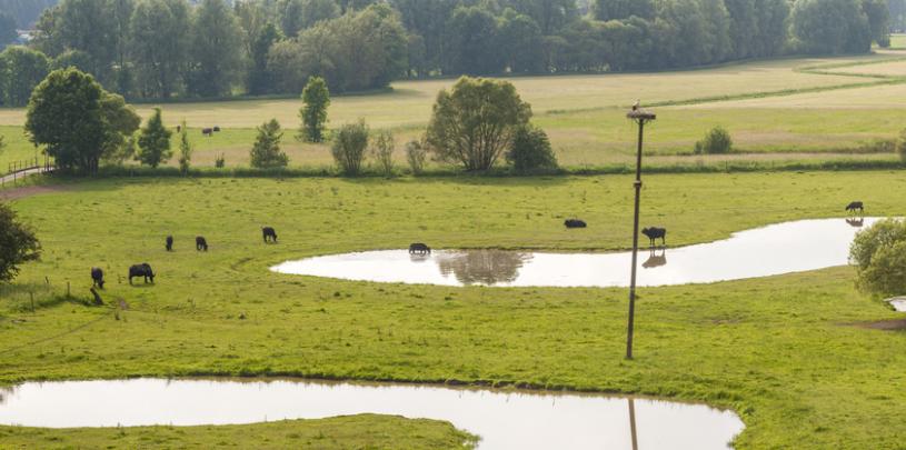 Beedener Bliesauen 