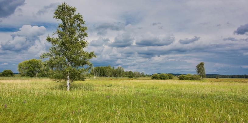 Federsee Naturpark
