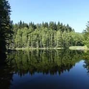 Fischbach bei Dahn kleiner See 