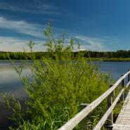 Jungfernweiher 