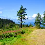 Bayerischer Wald 