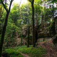 Königstein wald
