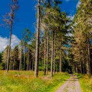 Rennsteig Trail 