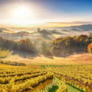 Weinberge bei Gamlitz 