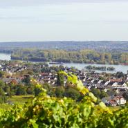 Geisenheim 