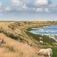 Deich Wattenmeer Daniela Baumann shutterstock_2027893331.jpg